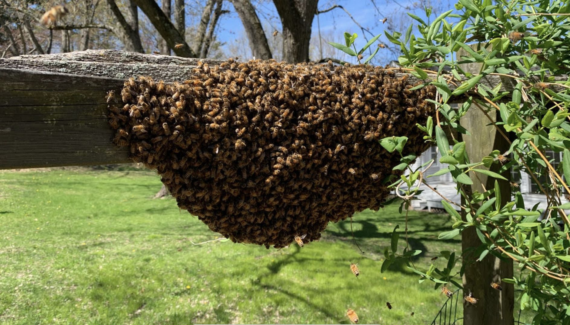 Honey Bee Swarm Removal (free)