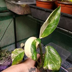 Monstera Lecheriana Variegated 