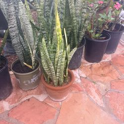 Snake plants indoor outdoor $20 each