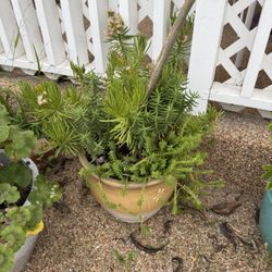 Large Outdoor Succulent & Mixed Pots