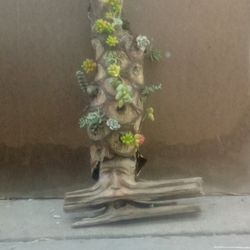 Wood Carving  Succulents