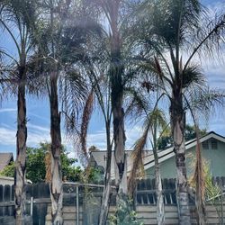 Large Queen Palms BY APPOINTMENT ONLY !