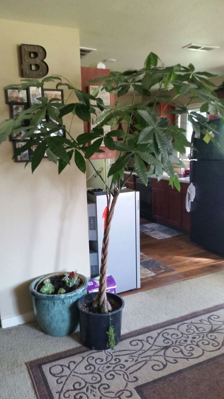 7ft money tree house plant