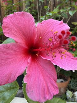 FREE L, Fuchsia, Color, Hibiscus, About 5 Feet Tall, You Dig It Out