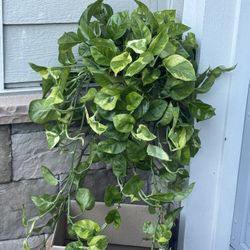Huge Variegated Monet Sol Pothos
