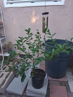 3FT MEX. KEYLIME TREE