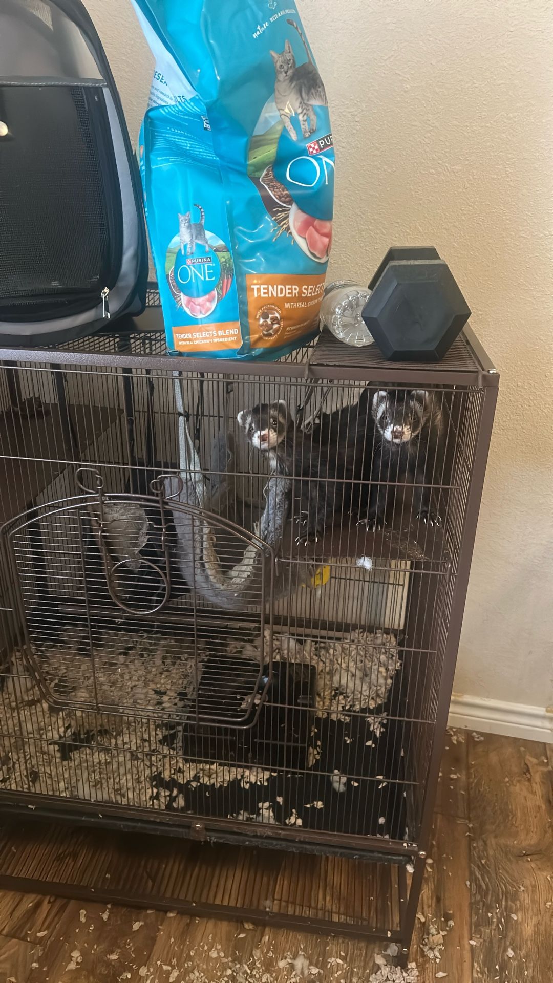 Ferrets