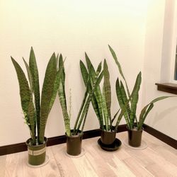 Zeylanica Snake Plants - Tall Floor Plants