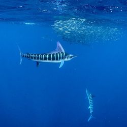 2 Sola 15,000 Lumen Underwater Video Lights