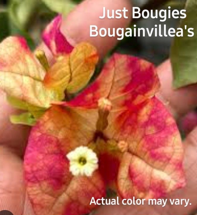 Bougainvillea Cuttings  Vibrant Colors And Verities Available. 