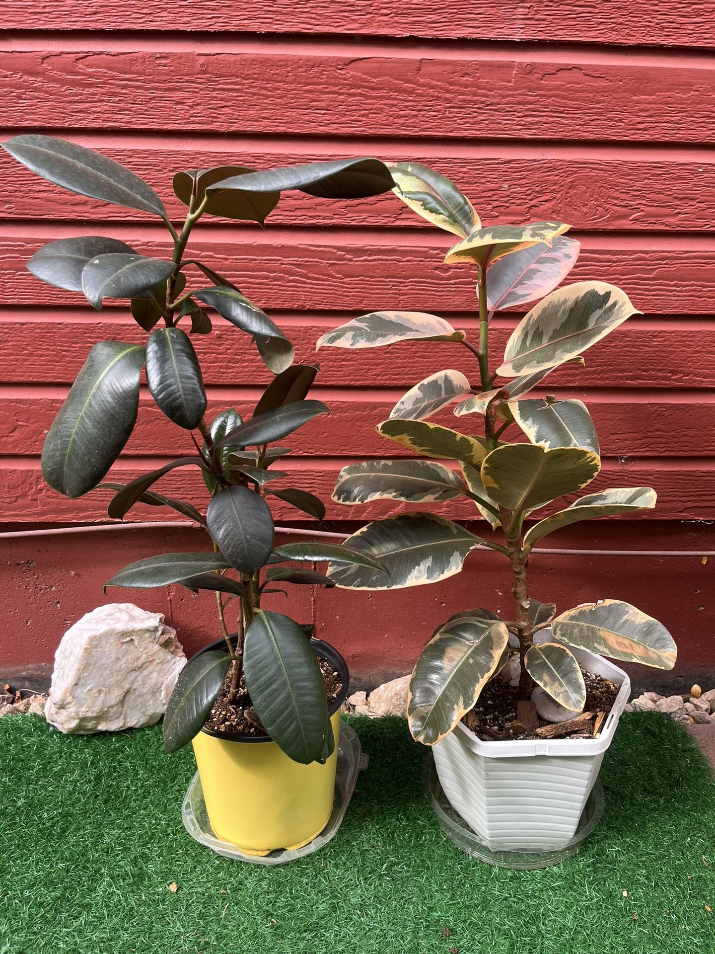Plants