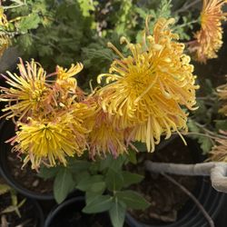 Chrysanthemum