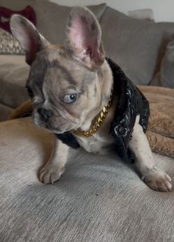 Gold Pleated Dog Chain