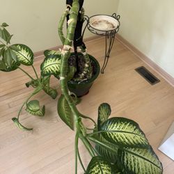 Plants 