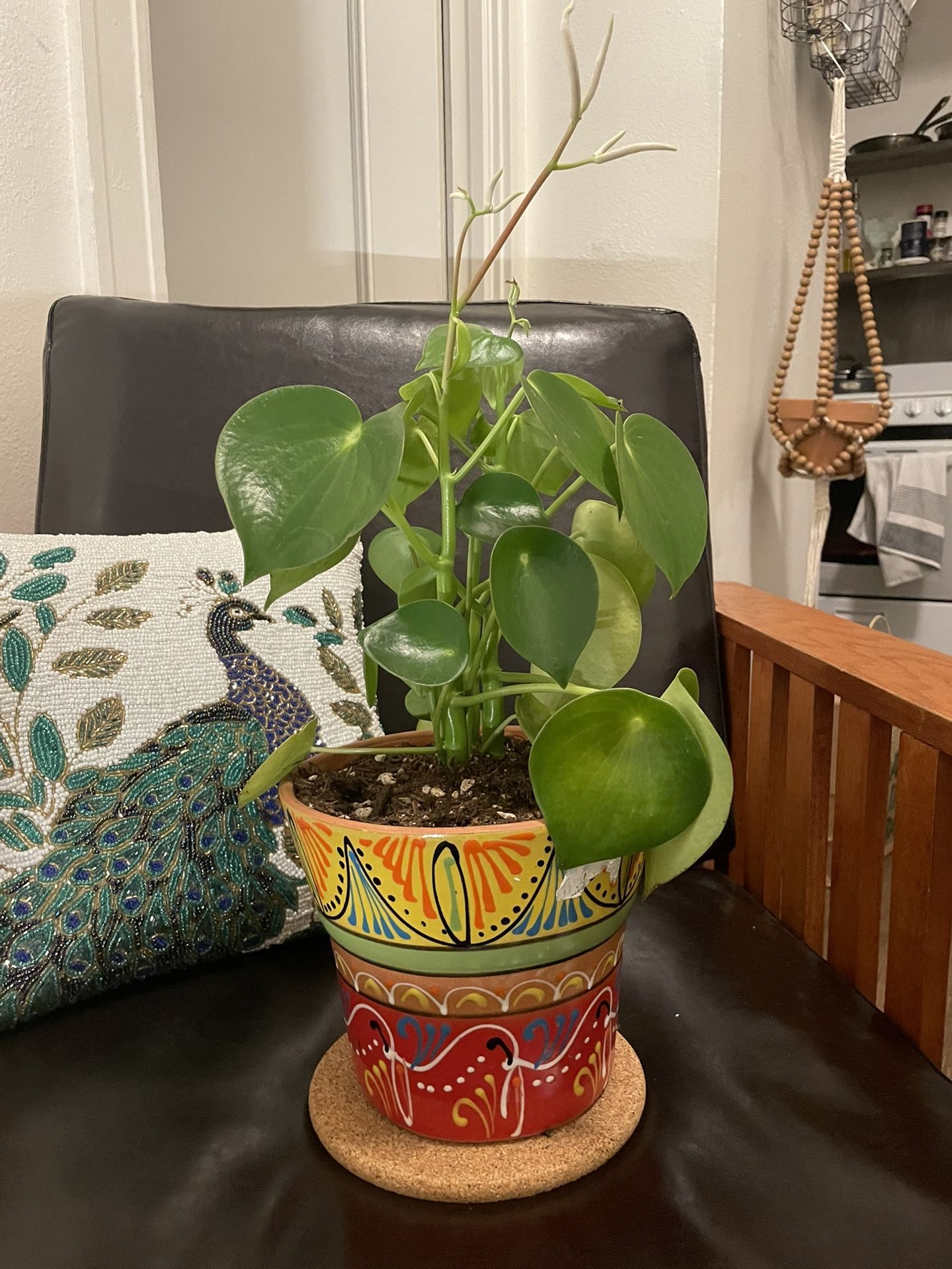 Chinese Money Plant