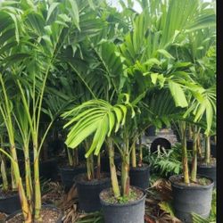 Spectacular Christmas Palms 6 Feet Tall!!! Fertilized 
