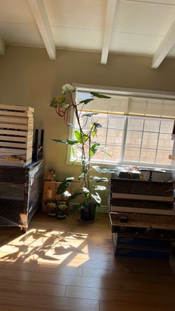Philodendron Red Emerald