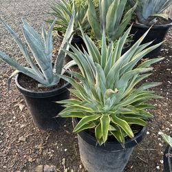 Agave