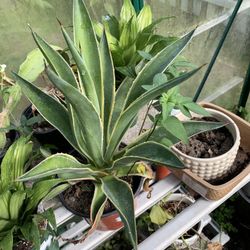 Agave Plant!! $15!!