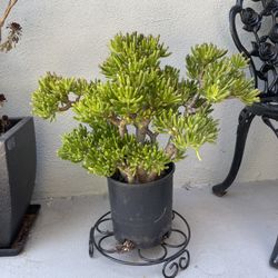 Gollum Jade (Crassula ovata ‘Gollum’) – Large Healthy Succulent 
