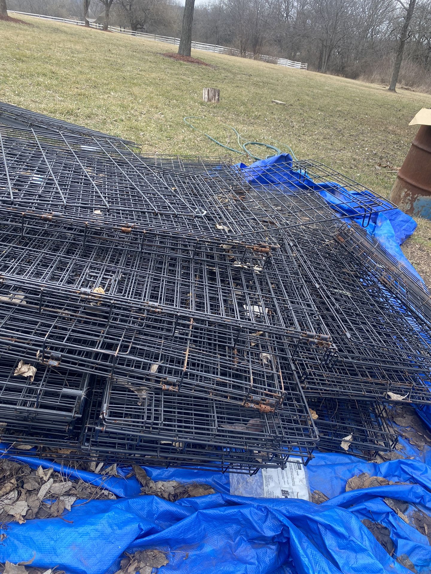 Dogs Kennels