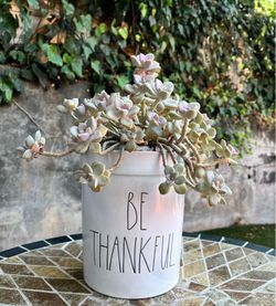 Pastel Ghost Plant Succulent in White Rae Dunn Style Planter