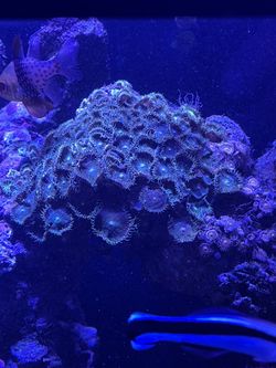 7 Inch Live Rock With Lots Of Green And Some Pinkish Zoa Polyps & Other Coral