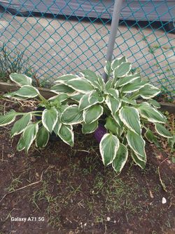 Green & White Hostas perennials multiple shoots