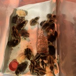 Coturnix Quail