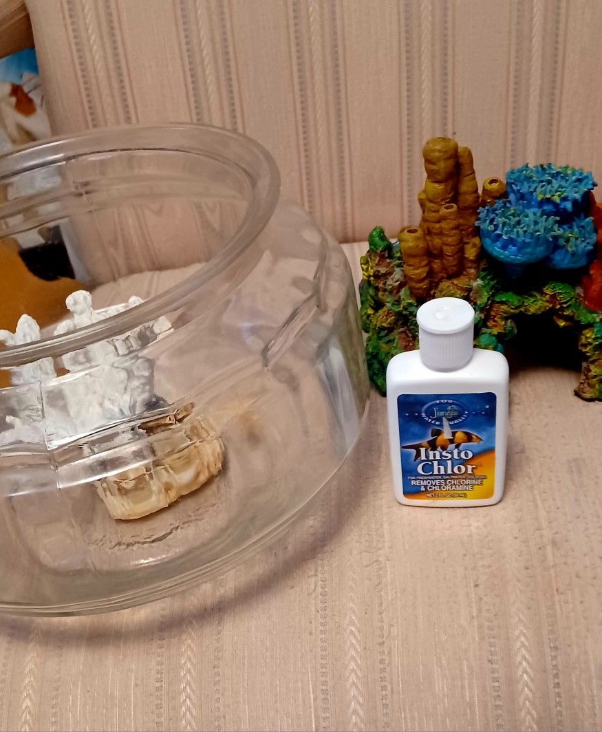 Fish Bowl And Coral