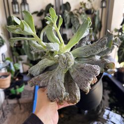 XL Echeveria Culibra Succulent