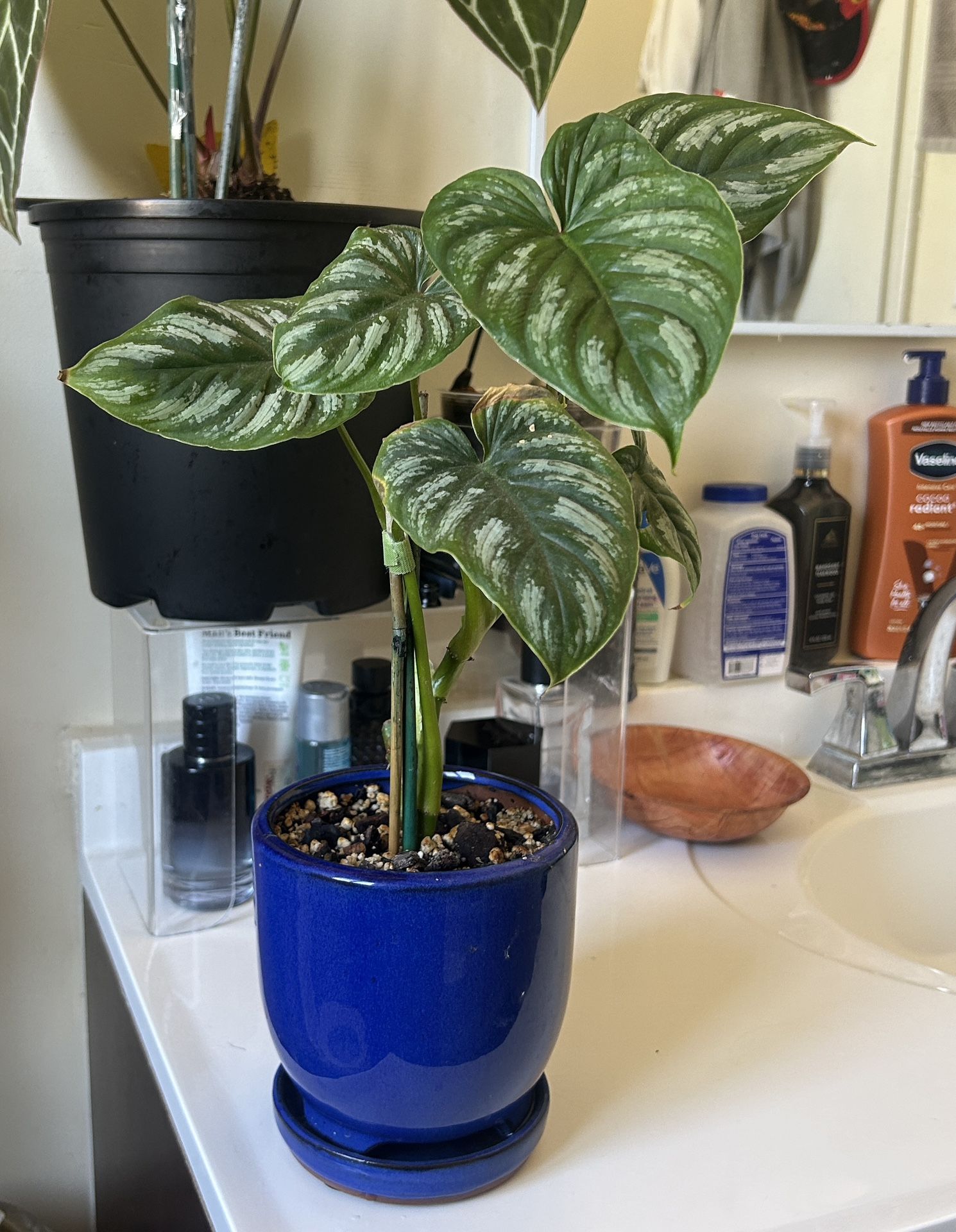 Philodendron Mamei in Blue Ceramic Pot