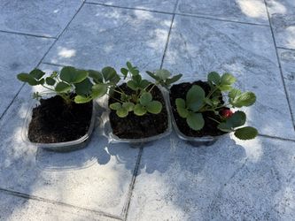 Strawberry Plant 草莓苗