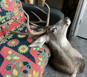 Taxidermy Mule Deer