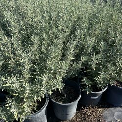 Sage Sale