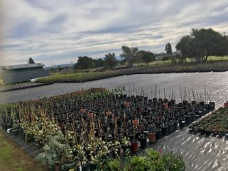 El Capulin Nursery (plants for sale)