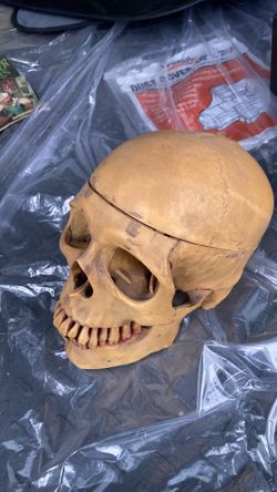 Realistic model skull vintage movable mouth $25