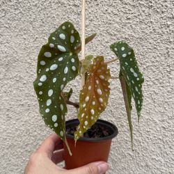 Beautiful Begonia Maculata Plant