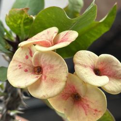 Corona De Cristo Perla Del Dragon