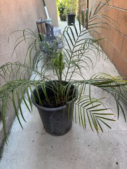Phoenix Roebelenii Pygmy Date Palm Plant