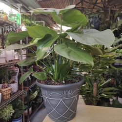 Monstera Deliciosa Indoor 