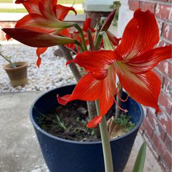  Amarilis, , Very Healthy, $5 Or $6 in Bloom ,Dollars Each Plant