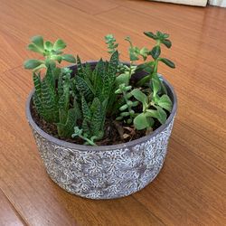 Succulents