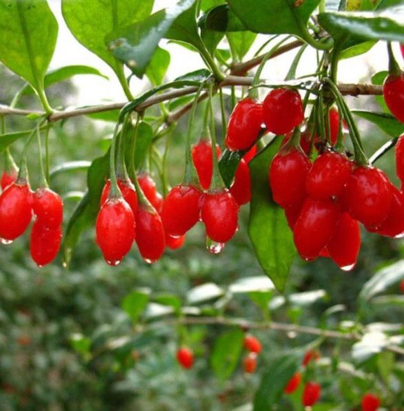 Wolfberry Berry Goji Berry Seedling Live Plant Tree (Lycium barbarum) - Lycium 1 Gallon 2ft Tall