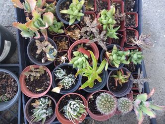 Succulents 