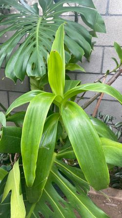 Basket plant or inch plant CUTTINGS $3