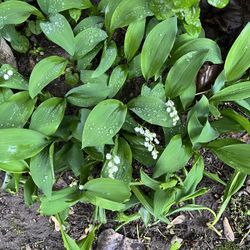 Lily Of The Valley Plants