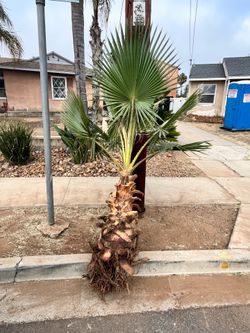 Palm Tree