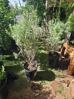 Texas sage plants