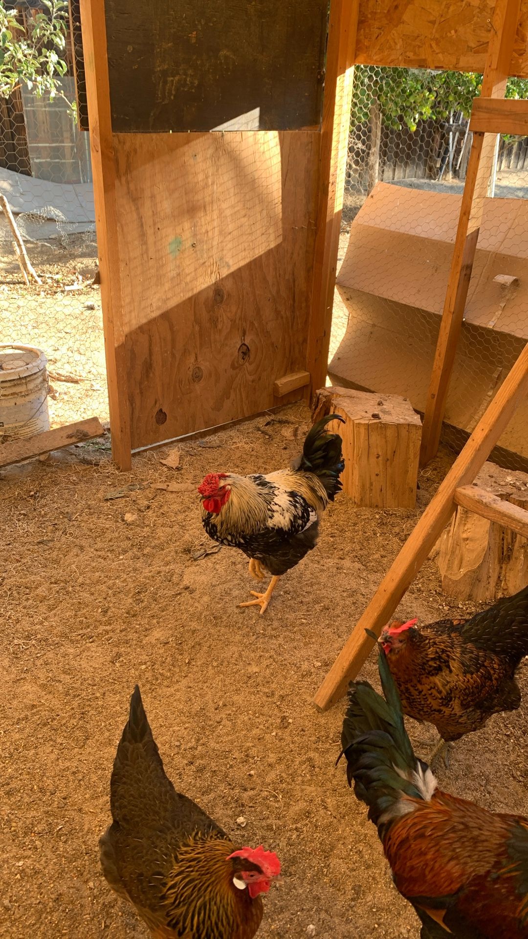 Gallo Giro Muy Bonito De Venta